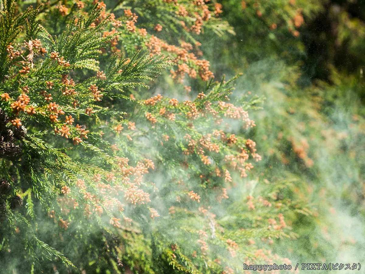 花粉の写真