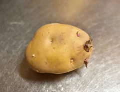 少し芽が出たジャガイモの写真