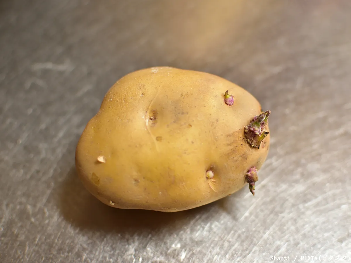 少し芽が出たジャガイモの写真