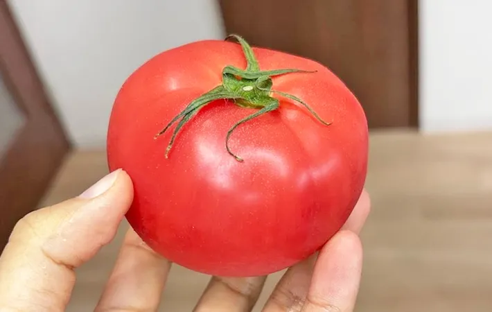 『トマト』の写真（撮影：キジカク）