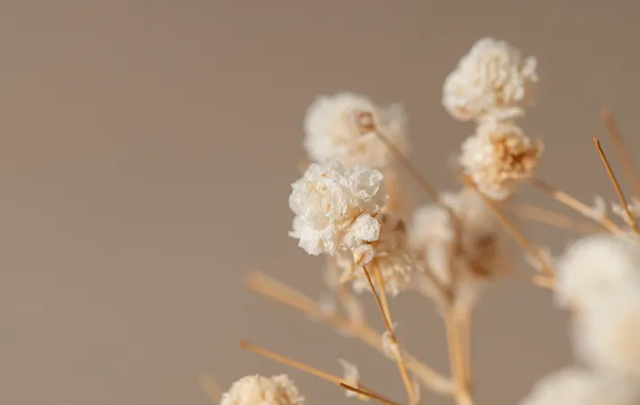 ドライフラワーの写真