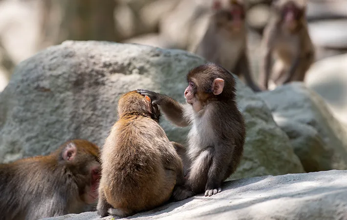 サル山で過ごす子ザルの写真