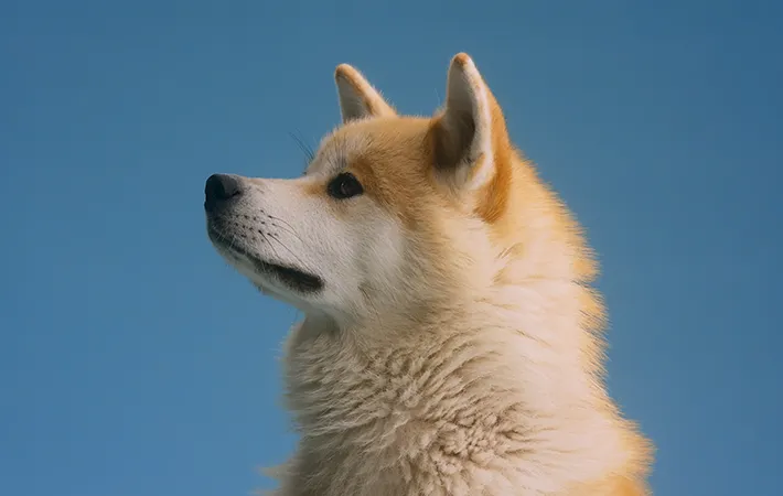 上を見るさびしそうな秋田犬の写真