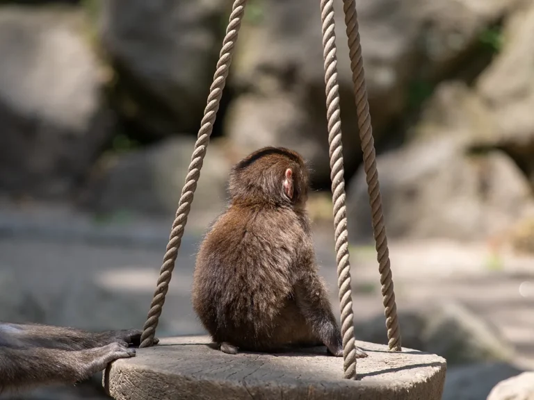 子ザルの写真
