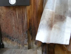 木の窓枠とカーテンに繁殖したカビの写真（撮影：エフシージー総合研究所）