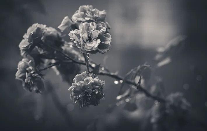 グレーカラーの花の写真