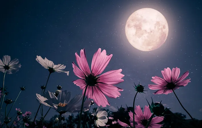 ピンクムーンの意味とは？