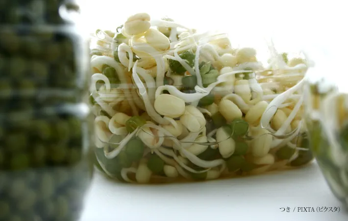 『もやし』の写真