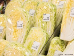 白菜のイメージ写真