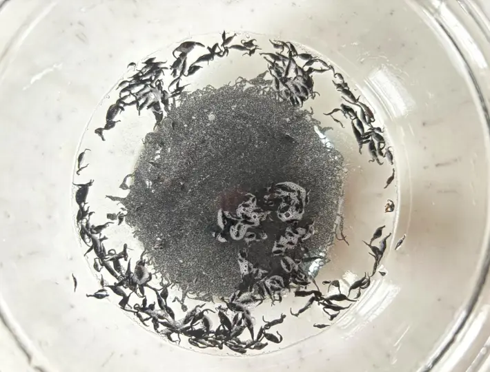 乾燥ひじきを水で戻している画像（撮影：エニママ）