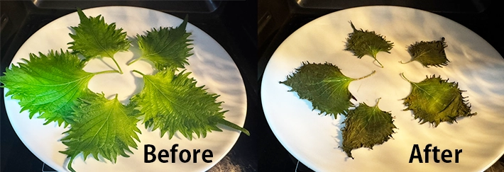 レンジに入れる前と後の大葉の比較写真（撮影:grapeフード編集部）