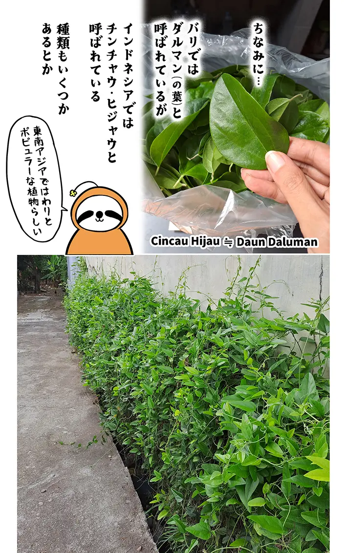 アマットル･キナさんの漫画の画像