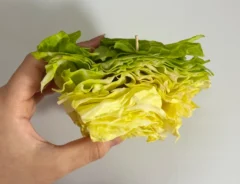 キャベツに楊枝をさす写真（撮影:grapeフード編集部）