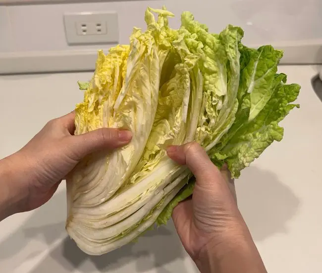 保存後もみずみずしさが保たれた白菜（撮影：grapeフード編集部）