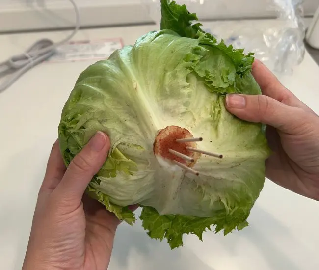 4本の爪楊枝が刺さったレタス（撮影：grapeフード編集部）