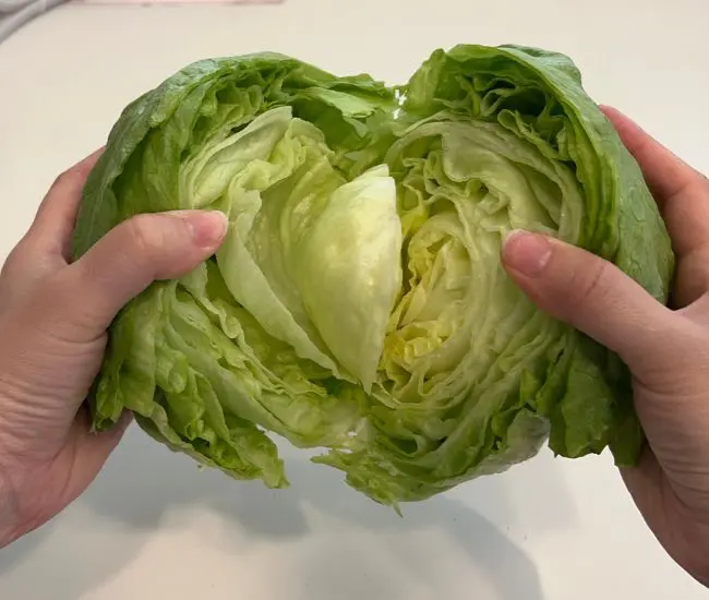 レタスを手で割っている様子（撮影：grapeフード編集部）