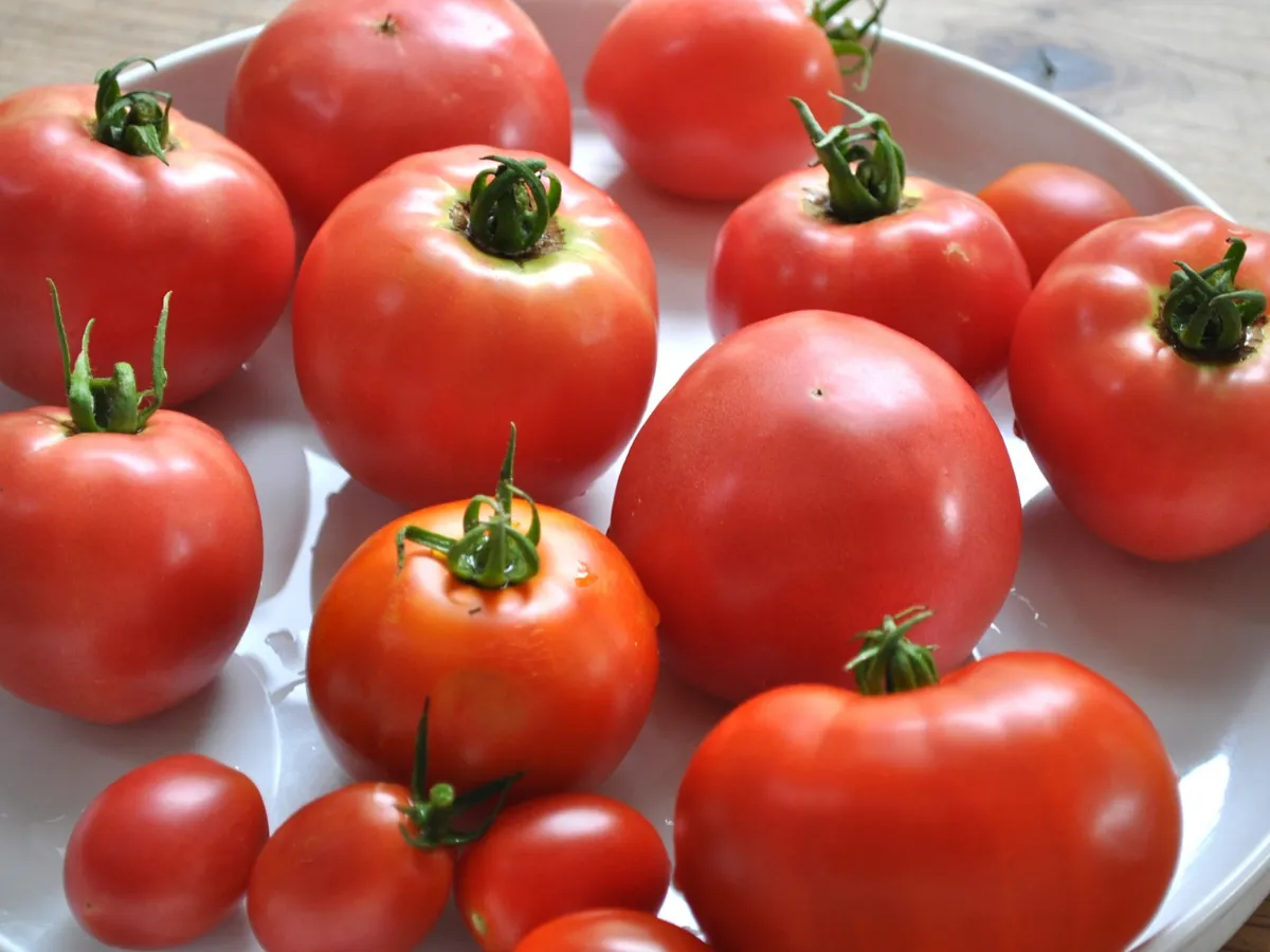 大きさがさまざまなトマト