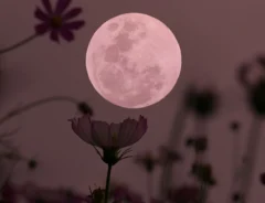 【2026年】5月の満月『フラワームーン』はいつ？名前の由来や、スピリチュアルな意味まで紹介！