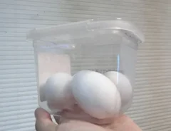 味噌のフタの写真（撮影：エニママ）