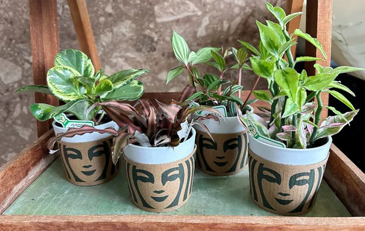 観葉植物の写真（撮影：キジカク）
