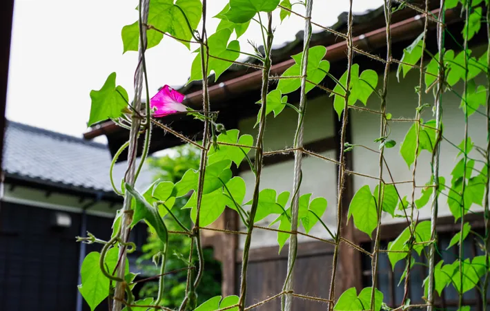『緑のカーテンに朝顔』の写真