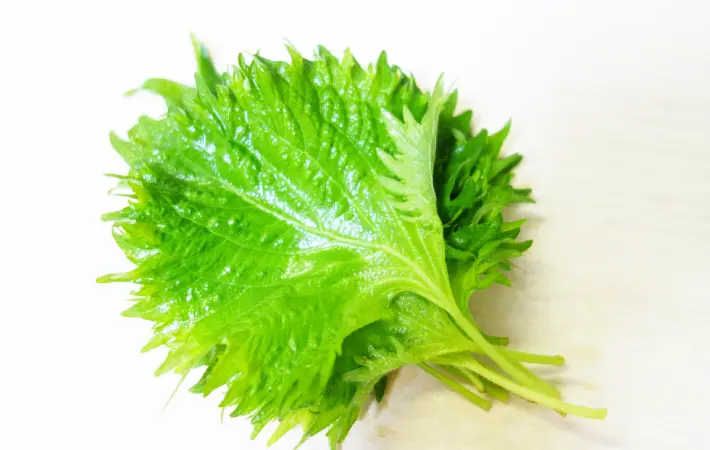 大葉の画像（撮影：エニママ）