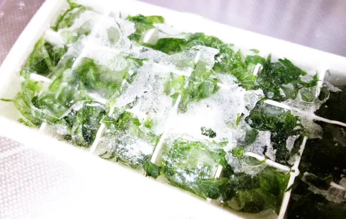 製氷皿にできた大葉氷の画像（撮影：エニママ）