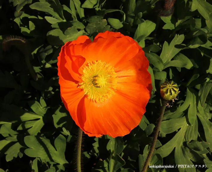 ポピーの花