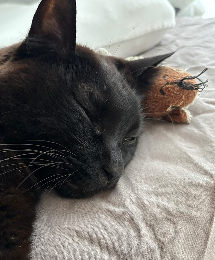 猫の画像