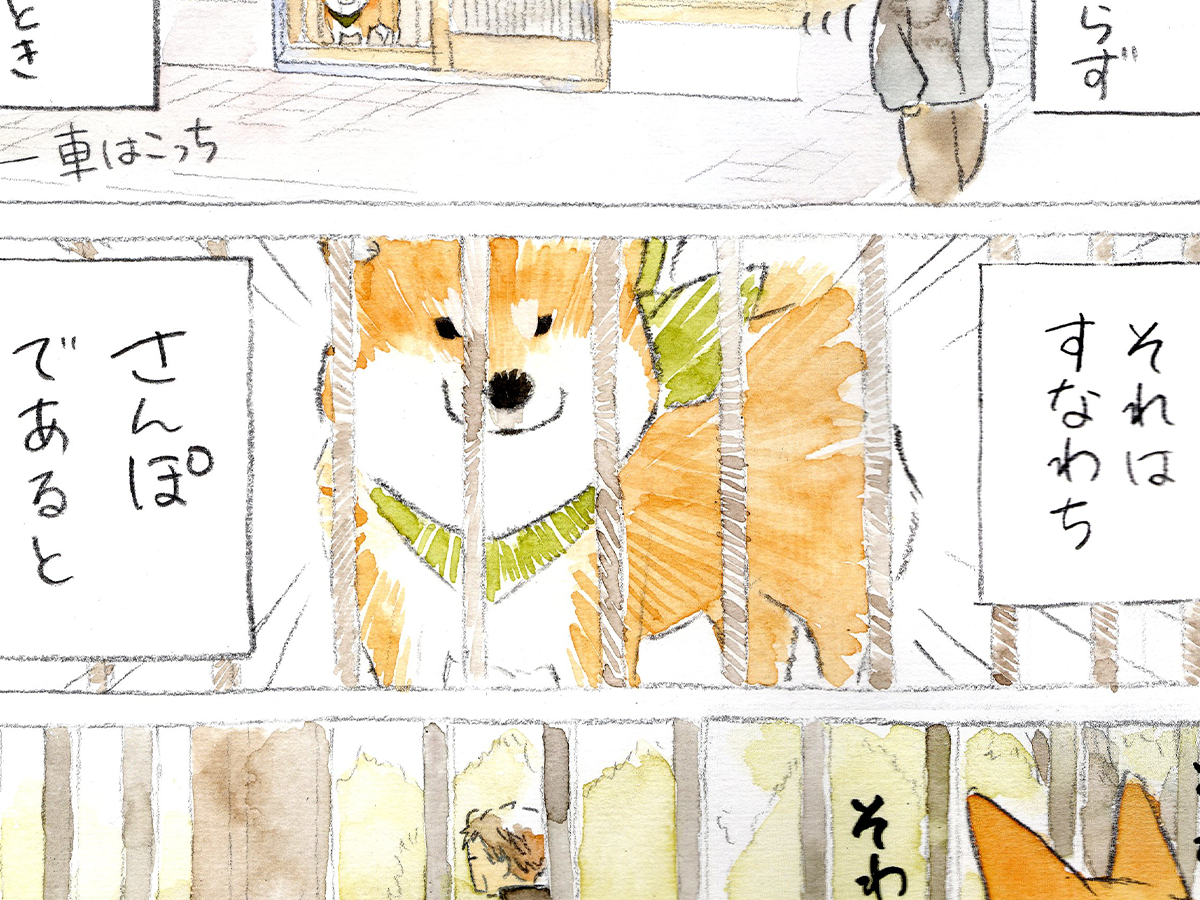 大人気の柴犬と散歩のほっこりエピソード