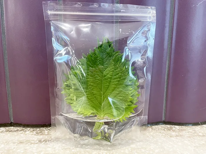 大葉のジッパー袋に大葉を入れた写真（撮影：grapeフード編集部）