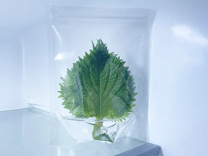 大葉のジッパー袋を冷蔵庫棚に置いた写真（撮影：grapeフード編集部）