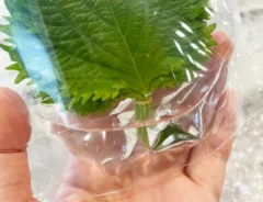 大葉のジッパー袋の水量を写した写真（撮影：grapeフード編集部）