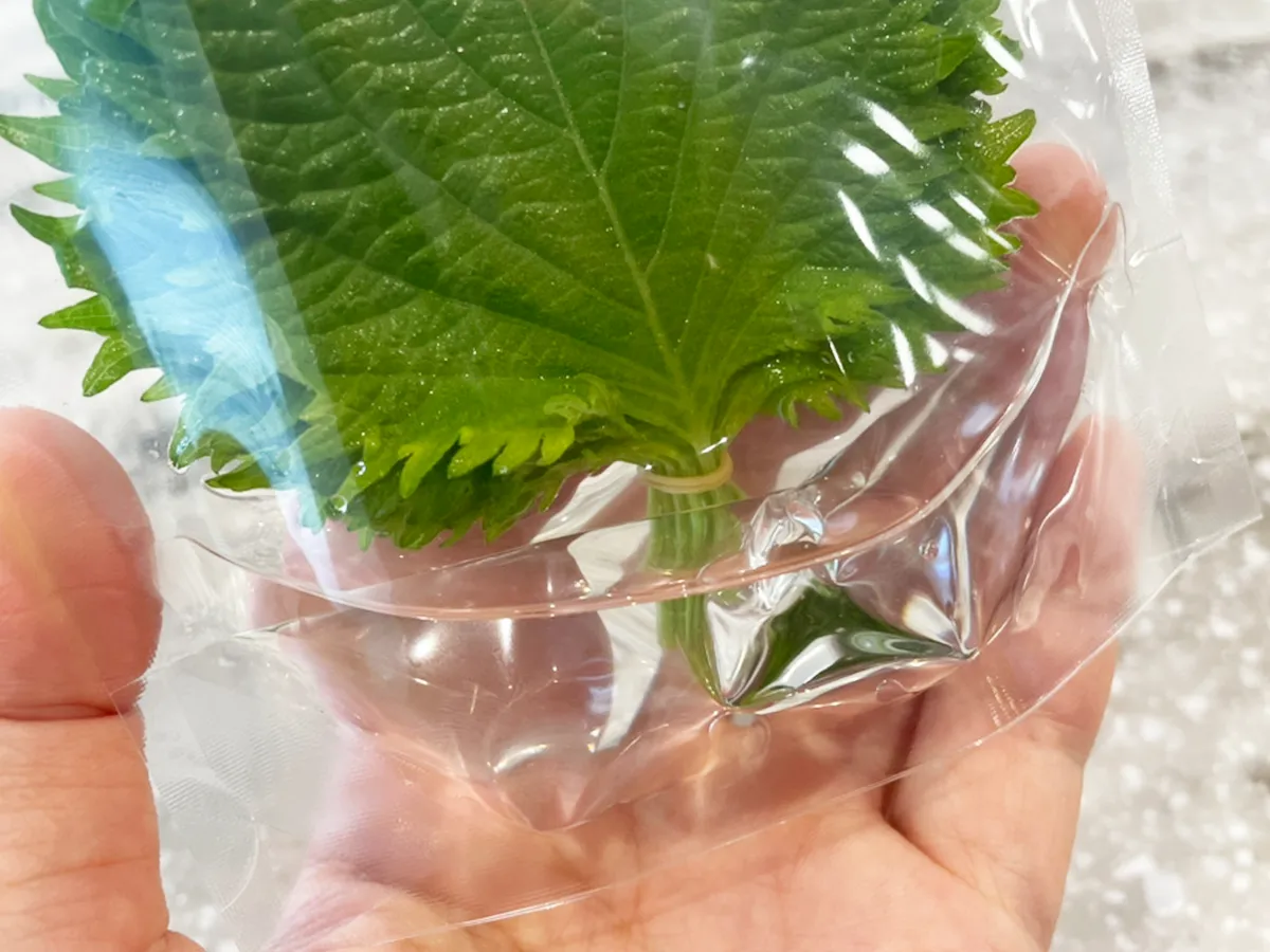 大葉のジッパー袋の水量を写した写真（撮影：grapeフード編集部）
