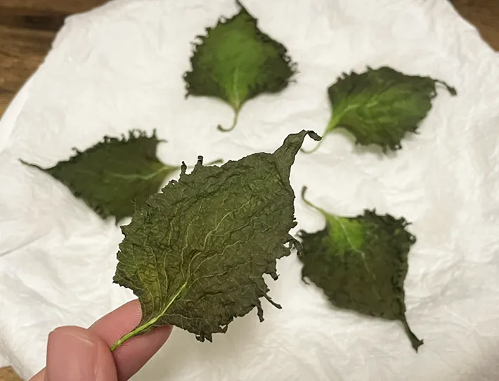 水分が抜けた大葉の写真（撮影：grapeフード編集部）