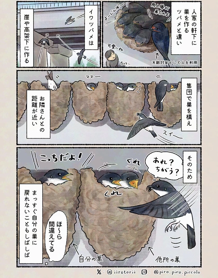 𝚙𝚒𝚛𝚘 𝚙𝚒𝚛𝚘 𝚙𝚒𝚌𝚌𝚘𝚕𝚘さんの漫画の画像