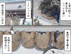 piro piro piccoloさんの漫画の画像