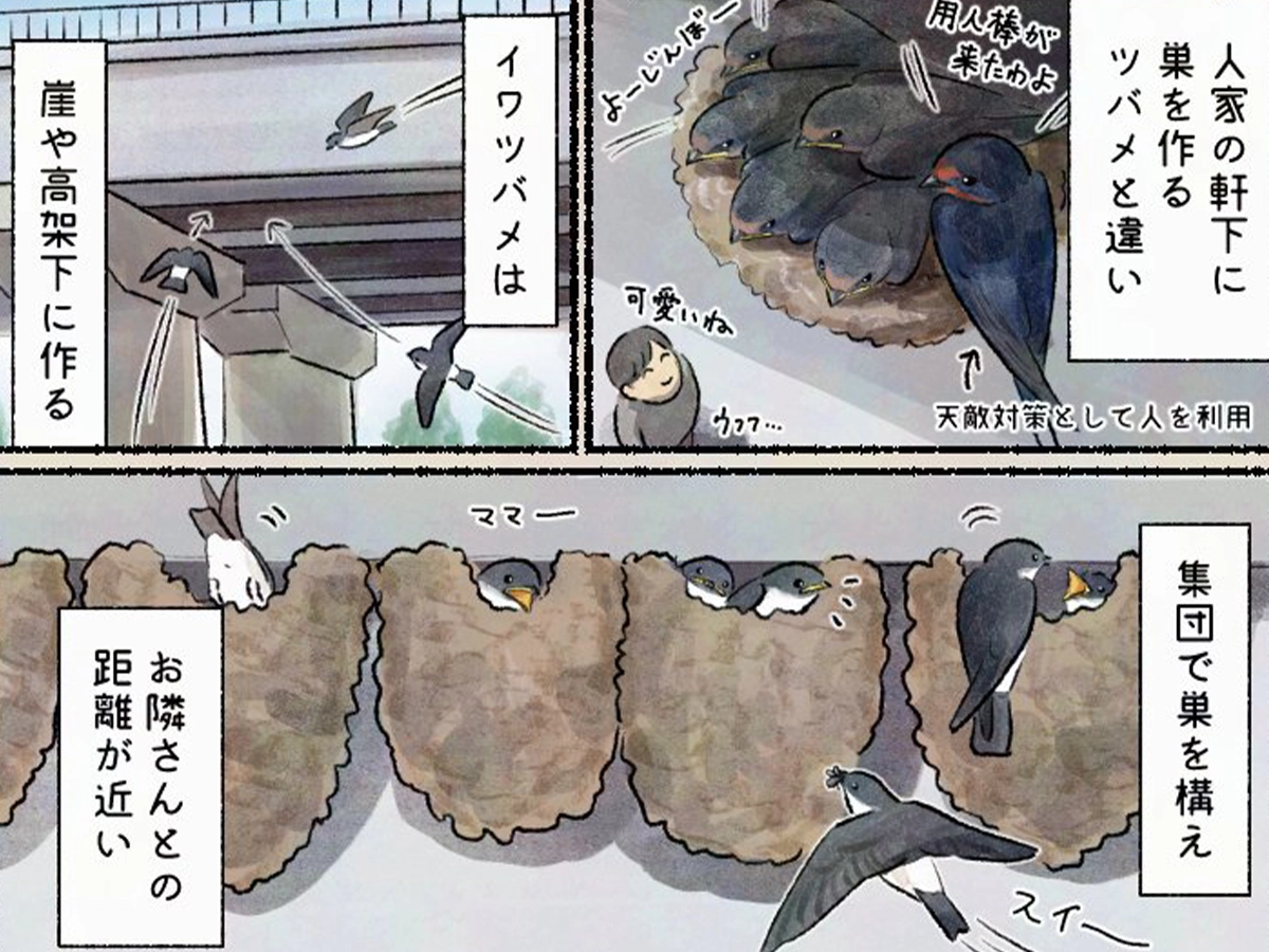 piro piro piccoloさんの漫画の画像