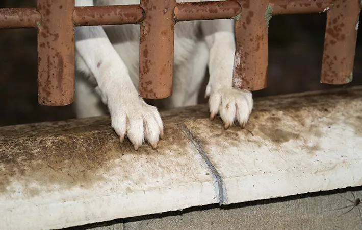 犬の脚の写真