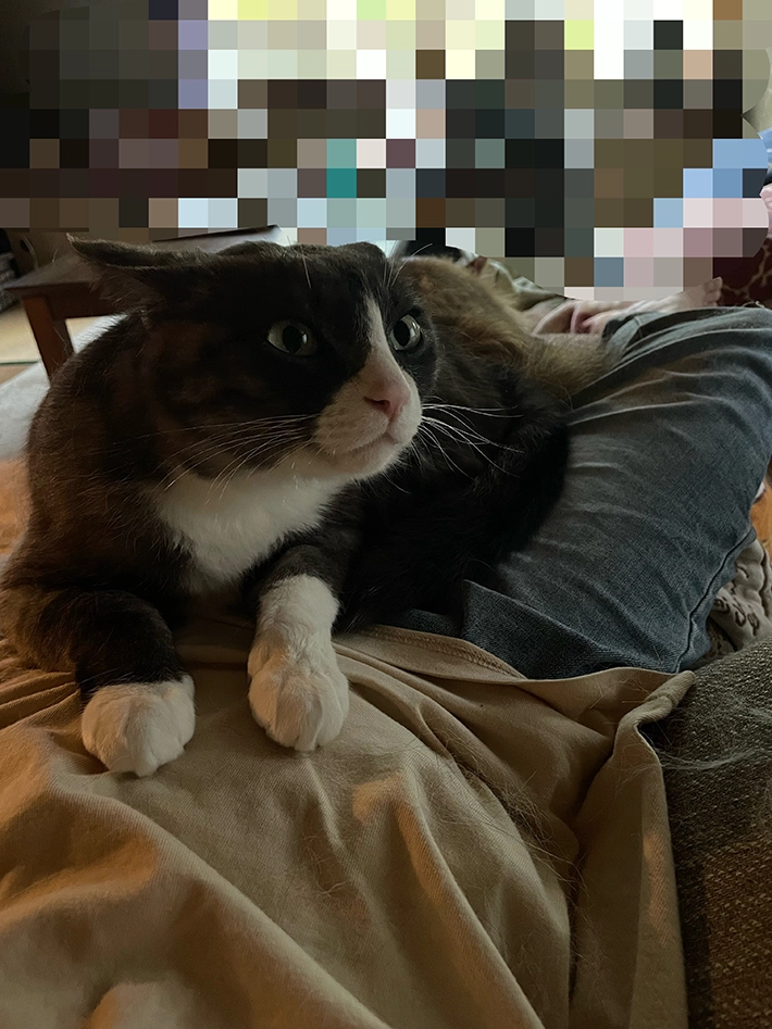 猫の画像