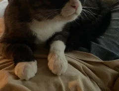 猫の画像