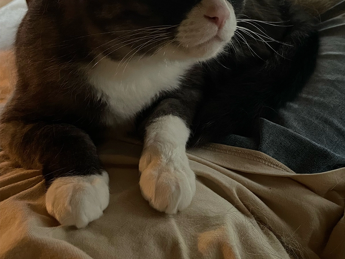 猫の画像