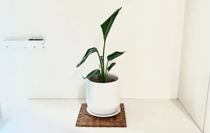 『白い植木鉢の観葉植物』の写真（撮影：Classy Life）
