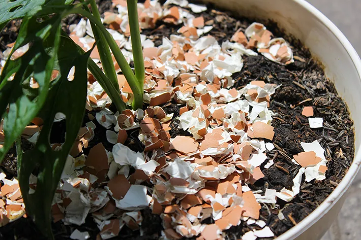 プランターの土にまいた卵の殻