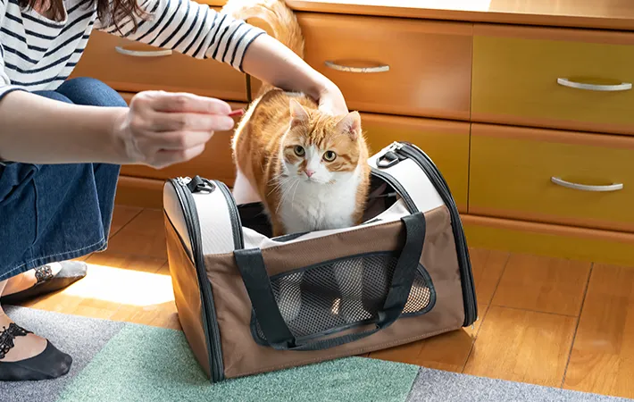 キャリーバッグに入れられた猫の写真
