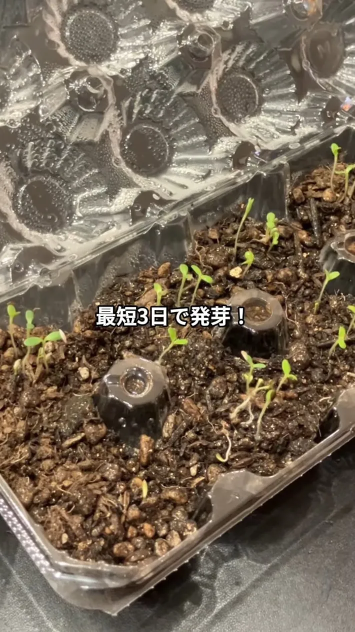 卵パックの土から出てきた芽