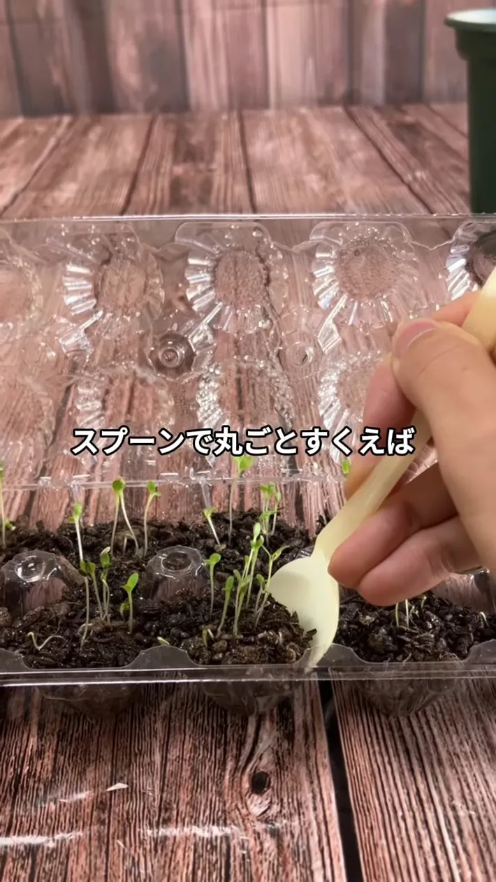 卵パックに入れた苗をスプーンで
すくう場面