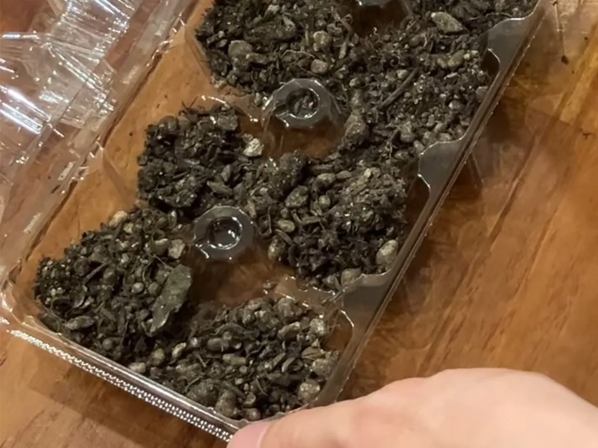 土と種を入れた卵パック