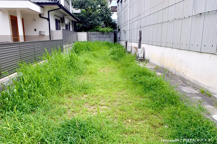 空き地に繁茂する雑草