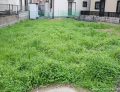 雑草が繁茂する空き地